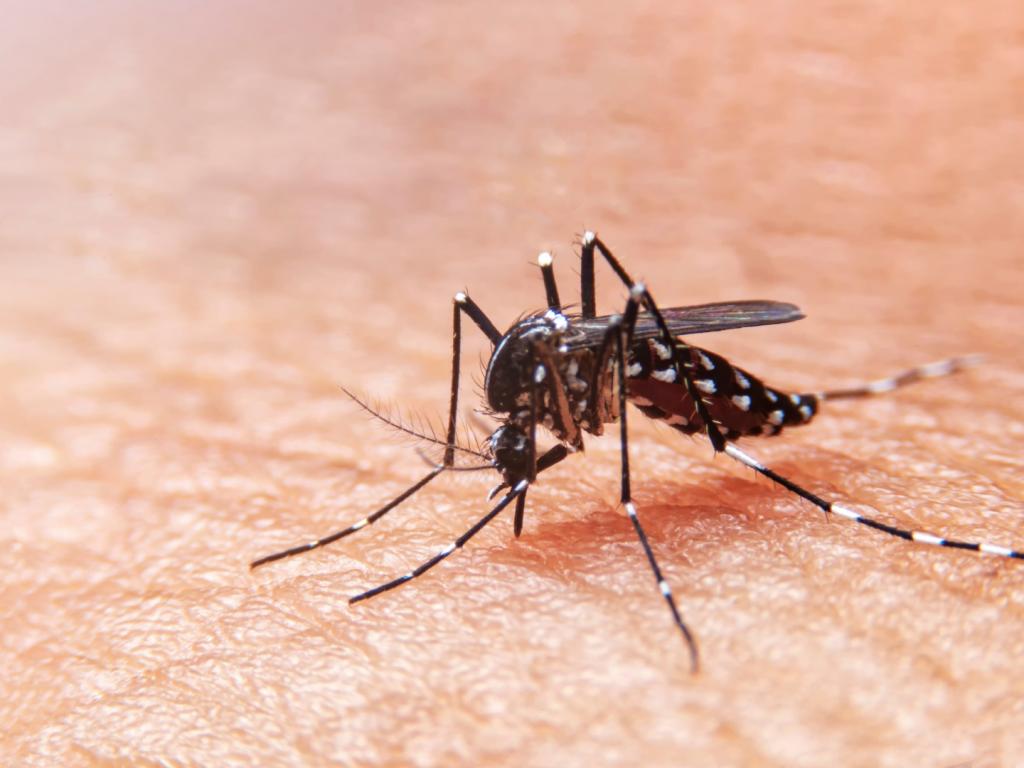 Vacinação contra a dengue começa em Patrocínio nesta terça-feira em crianças e...
