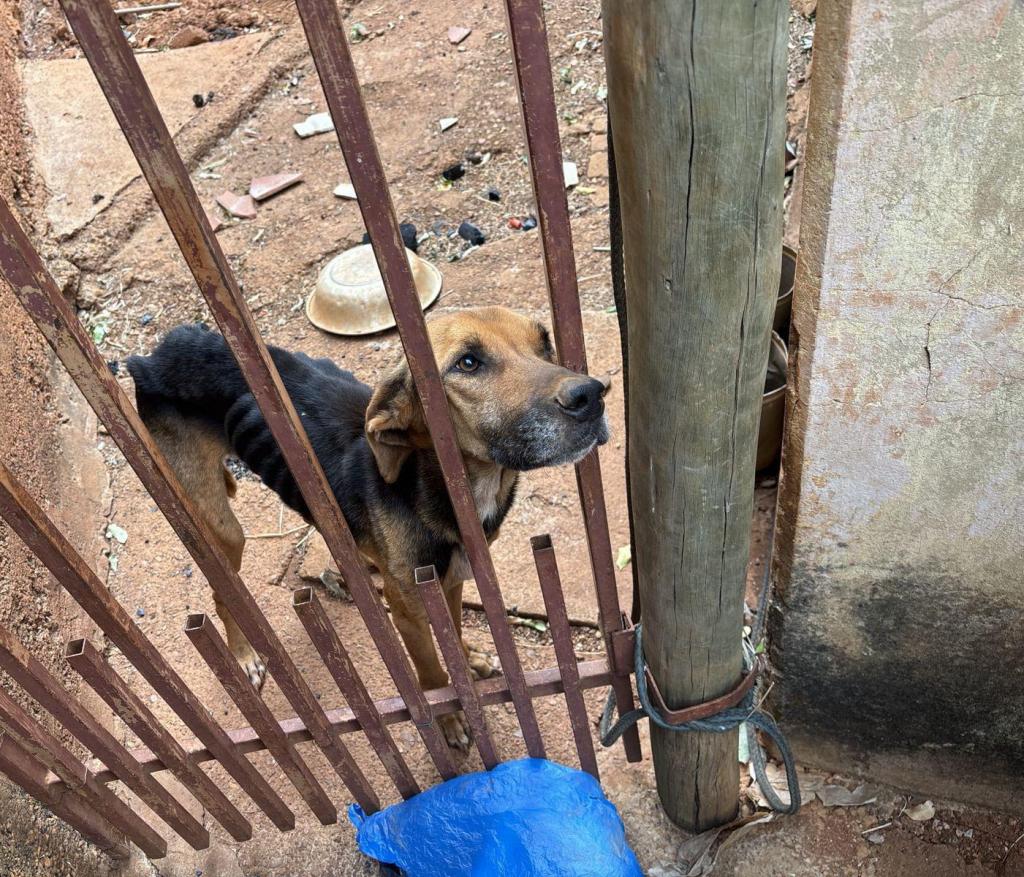 Imagem 1 do post Maus-tratos de animal: cão é resgatado após meses de abandono em Coromandel Imagem 1 do post Maus-tratos de animal: cão é resgatado após meses de abandono em Coromandel