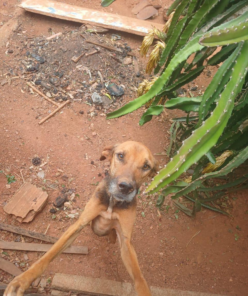 Imagem 2 do post Maus-tratos de animal: cão é resgatado após meses de abandono em Coromandel Imagem 2 do post Maus-tratos de animal: cão é resgatado após meses de abandono em Coromandel