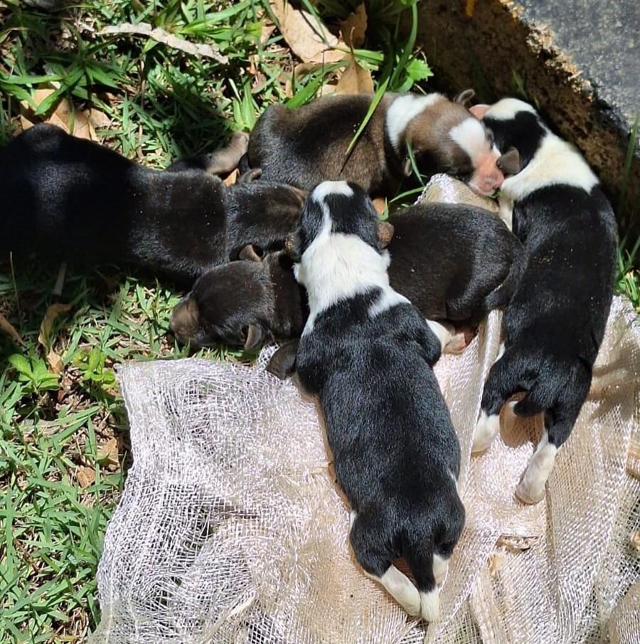 Bombeiros resgatam filhotes de cachorros em manilha na zona rural