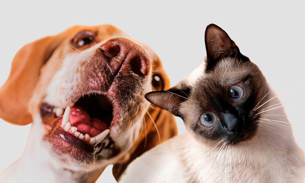 Município declara área de utilidade pública para implantação de...