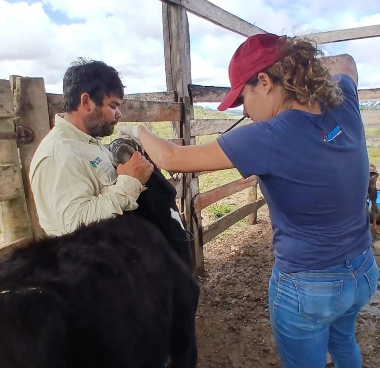 Mais de 350 bezerras foram vacinadas contra a brucelose esse ano, informa a Prefeitura de Patrocínio