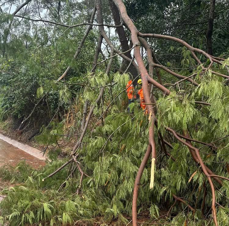 Imagem 1 do post Queda de árvores interdita parcialmente a BR-365 em Guimarânia após chuva