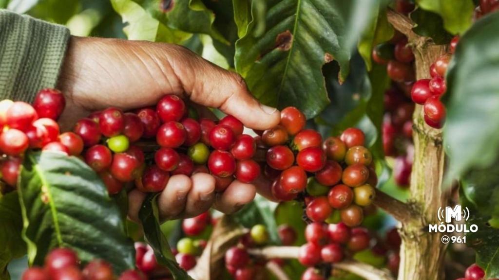 Safra de café 2026 começa em Patrocínio e região; veja expectativas e preocupações do setor